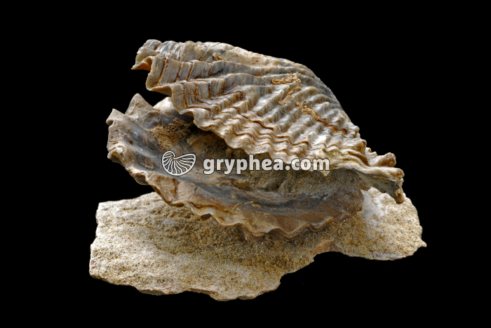 Huitre fossile - gryphea.com